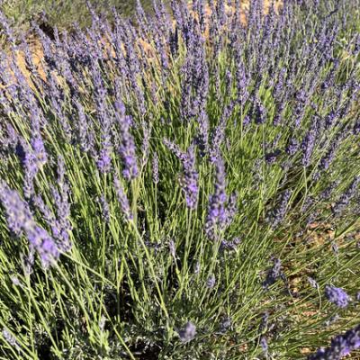 20250628 074838732 Ios