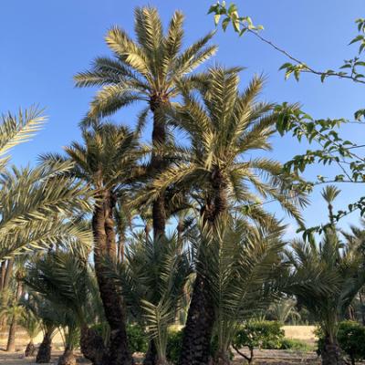 Mod 20240618 182555170 Ios